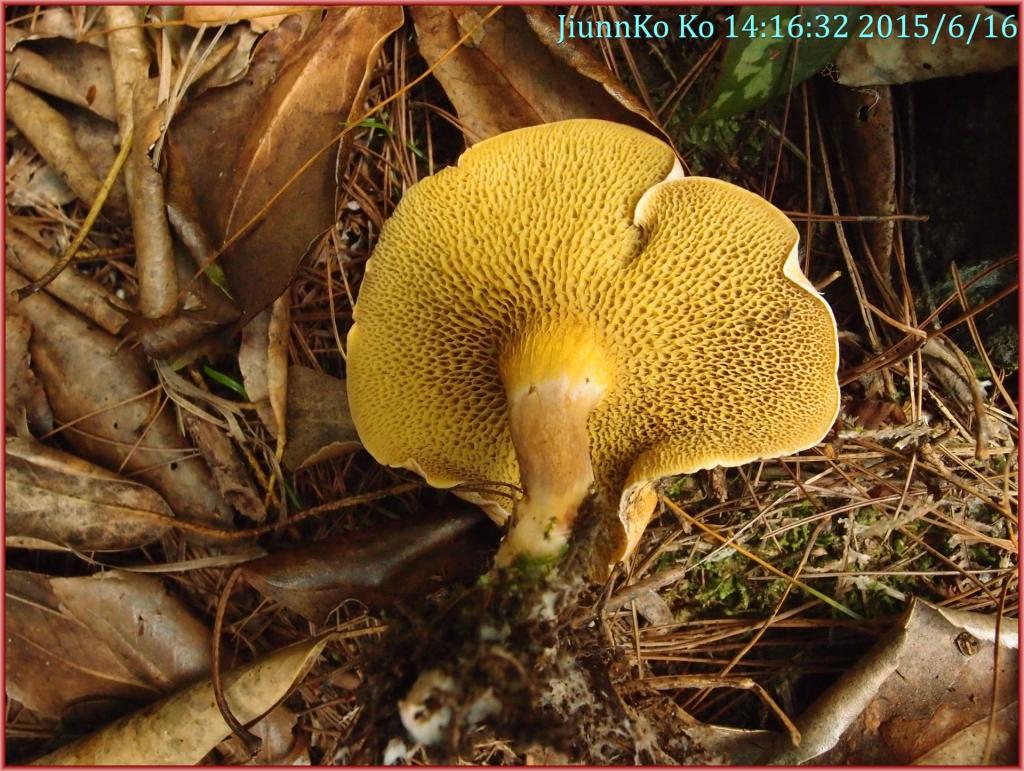 牛肝菌 蘑菇 国王牛肝菌 卡诺瓦 蜜环菌 鸡油菌图片下载 - 觅知网